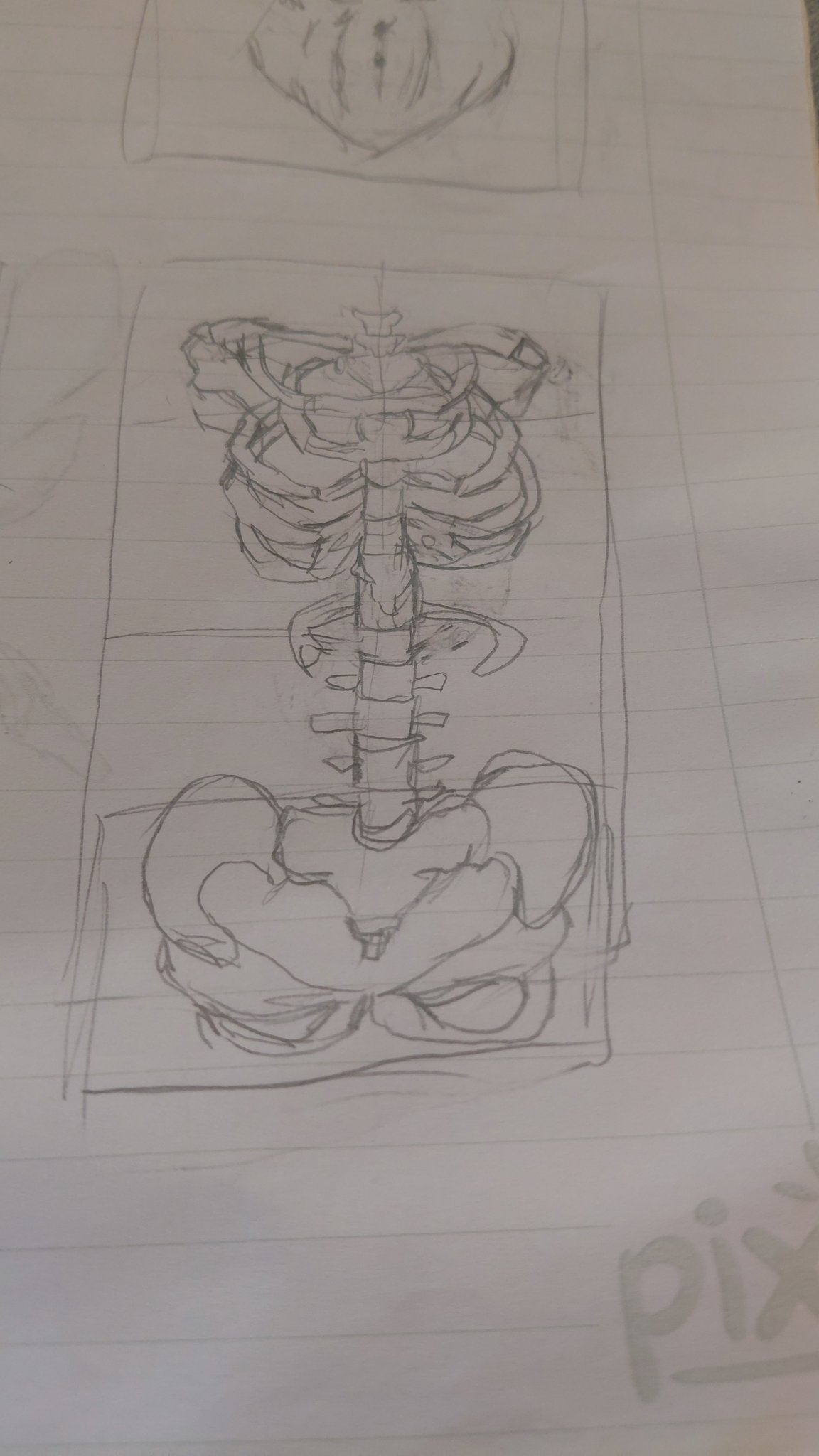 Pencil anatomy sketch of a human rib cage, spine, and pelvis drawn inside a box on lined notebook paper